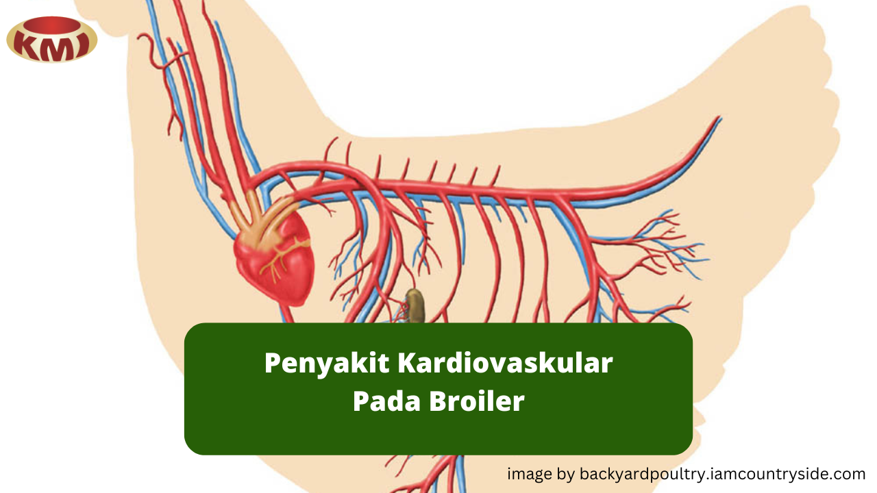 Upaya Pencegahan Penyakit Kardiovaskular Pada Broiler